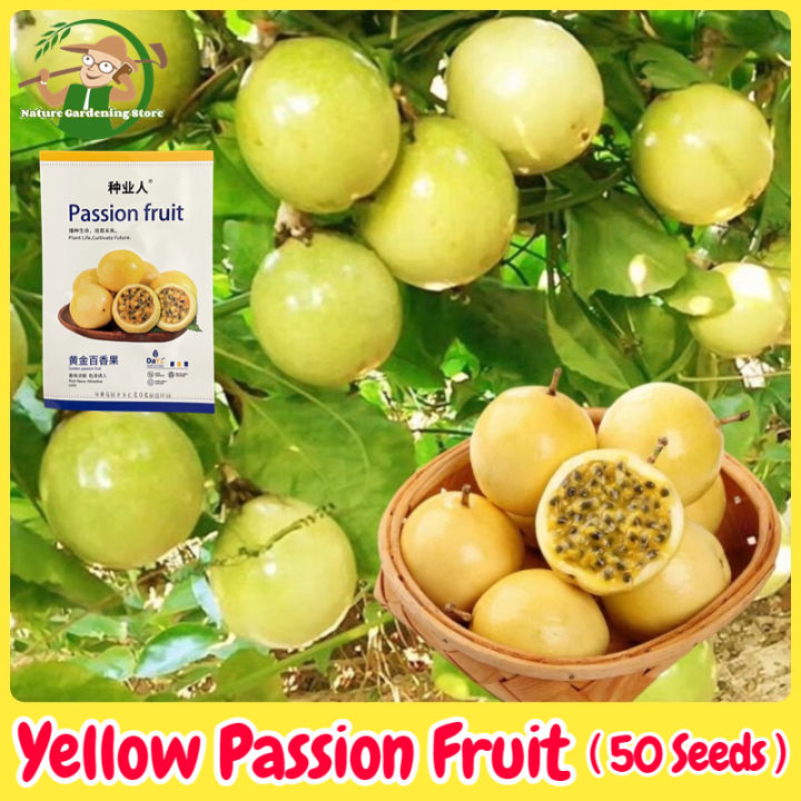 Fresh Organic Rare Yellow Passion Fruit Seeds for Planting (50pcs ...