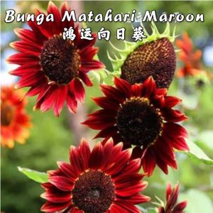 Benih Bunga Matahari Maroon (20 Seeds )/紫红向日葵花籽 / Velvet Sunflower Seeds