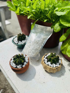 COMBO Sỏi trắng 500g + Giá thể đất trộn sẵn trồng sen đá - Tơi xốp thoát nước tốt - giúp rể khỏe cây đẹp