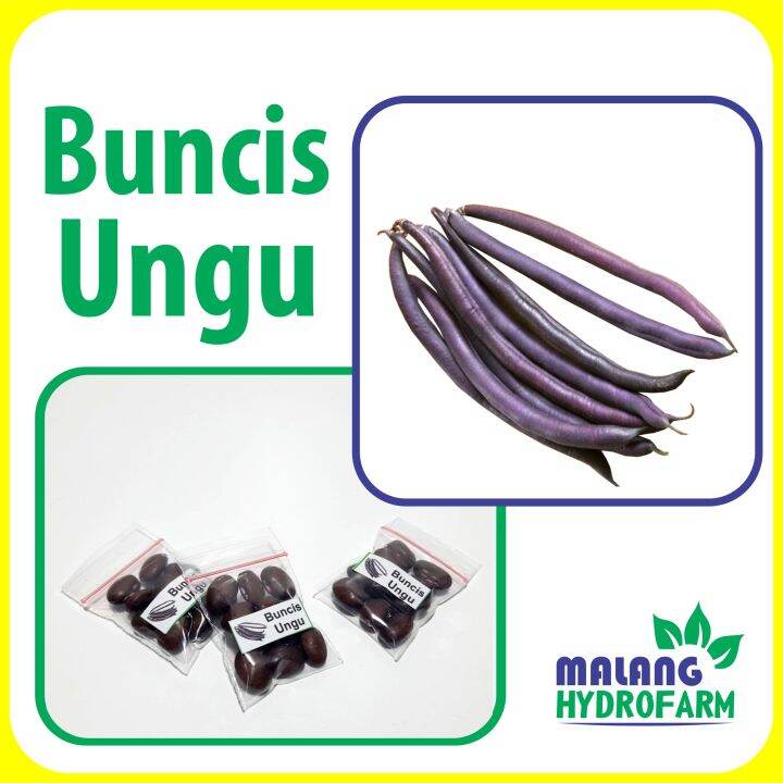 Benih Buncis Ungu Unggulan Berkualitas biji bibit repack hydroponik hidroponik tanaman hijau ucet berbiji sayur sayuran pot