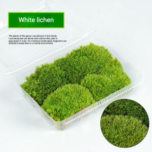 Fresh moss 鲜活苔藓 遇水恢复生机 Micro landscape plants rockeries ecological tanks covered in moss 微景观, 假山,生态缸造景植物