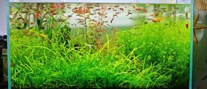 Than Hoạt Tính Khử Mùi Máy Hút Mùi Lọc Nước Bể Cá 100g