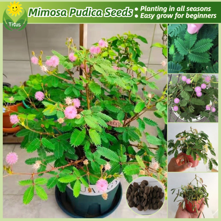 100 Legit Mimosa Pudica Flower Plant Seeds for Planting & Gardening