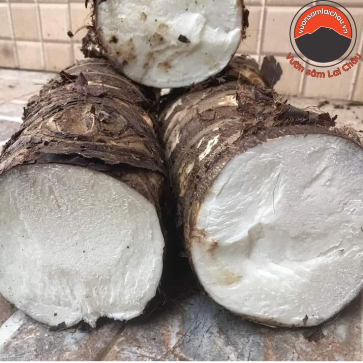 Củ bạc hà núi, củ ráy rừng tươi rừng tự nhiên Tây Bắc loại 1. Củ bạc hà ...