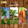 🌽 7-17-37 (ปุ๋ยเกล็ดเรือใบ) 1กิโลกรัม เร่งหวาน เร่งสี เร่งหัว เพิ่มน้ำหนัก ป้องกันผลล้ม. 