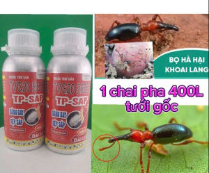 Quản lý phòng trừ Bọ Hà-Sùng Hà trên khoai lang