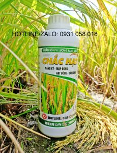 Phân bón giúp LÚA CHÍN CHẮC TỚI CẬY HẠT TO TRÒN NẶNG KÍ - CHẮC HẠT 1 LÍT