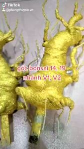 Gốc cây bon sai kim tuyến Size đại làm cây cành vàng lá ngọc