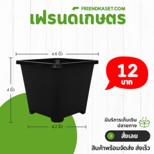 กระถาง กระถางสี่เหลี่ยม ขอบพับ ขนาด 4.6 นิ้ว สีดำ สีขาว Bundle 10 ใบ ชิ้น อัน