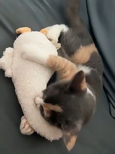 【SG】 Pets Dog Cat Plushy Squeaky With Sound Interactive Chew Toy with Catnip Scent Crinkle Rustling