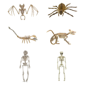 โครงกระดูกสมจริงพร้อมข้อต่อที่สามารถเคลื่อนย้ายได้สำหรับบ้านฮาโลวีนหลอนในร่มและกลางแจ้ง