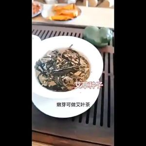 艾草种子用艾草种籽四季种植野生艾草种孑大叶艾蒿籽驱蚊草植物