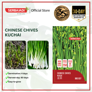 Serbajadi Vegetable Seed Chinese Chives | Leafy Vegetable | Green Chives | Biji Benih Kuchai | 中国韭菜种子 | 1g