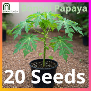 BinhiPLAZA™ - Bonsai Papaya (20 Seeds) for Planting Vegetable Plants + Instructions Dwarf Red Baby F1 Plant Seed