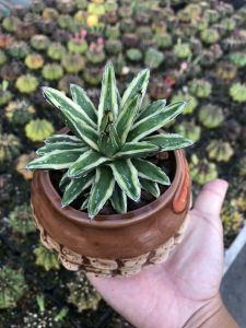 Xương rồng dứa Agave Victoria viền vàng