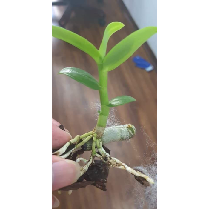 Lan%20phi%20%C4%91i%E1%BB%87p%205%20c%C3%A1nh%20tr%E1%BA%AFng%20HO%20%C6%B0%C6%A1m%20kie%20-%20Image%203