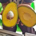 Bibit Alpukat Red Vietnam Import  Hasi Okulasi I pusat tanaman buah buahan pendek bisa berbuah dalam pot. 