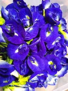 ดอกอัญชันสด ปลอดสารพิษ 100% ใช้ทำเครื่องดื่ม ทาคิ้ว🚚 💨