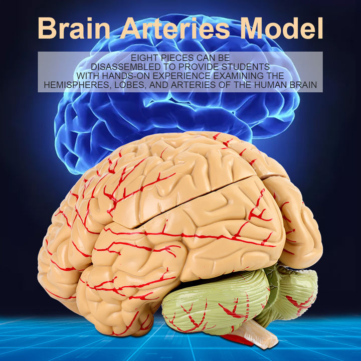 Brain Arteries Model Life Size Model Brains Models Hands on Experience ...
