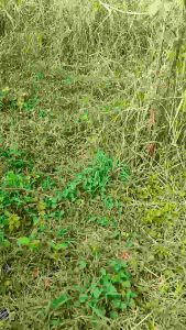 Jala Pikat Burung Trucukan: Cara Menggunakan & Tips