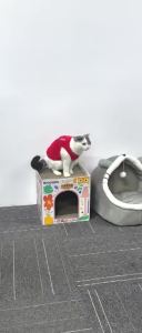 Cute Cat Scratch cheese Cat House Scratcher Board Scratch-resistant Cat Toys