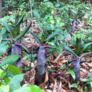 Cây Giống Tre Vầu Ngọt (cây giống Măng Vầu ngọt)