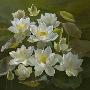 Tranh dán tường hoa sen trang trí nhà đẹp 80CM*80CM