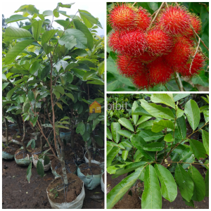 Paket 3 Bibit Rambutan Rapiah Termurah
