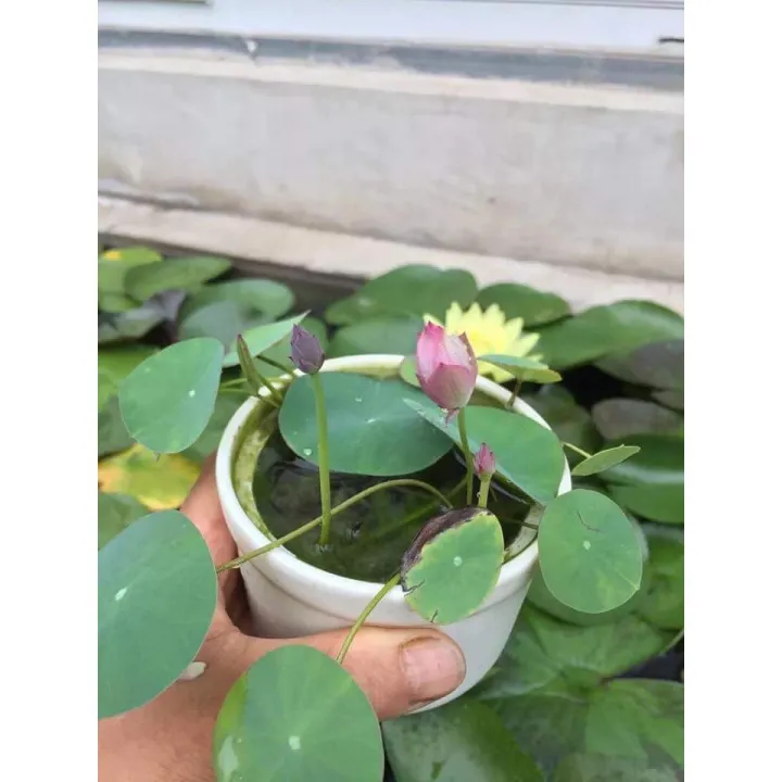 C%C3%A2y%20gi%E1%BB%91ng%20sen%20mini%20Nh%E1%BA%ADt%20tr%E1%BB%93ng%20%E1%BB%95n%20%C4%91%E1%BB%8Bnh%20%C4%91%C3%A3%20cho%20l%C3%A1%20non%20-%20Image%207