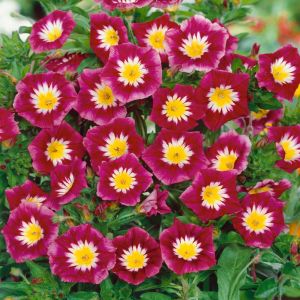 Morning Glory Ensign Dwarf Bright Flowers Vine 30-50 Seeds Small Space Easy Grow