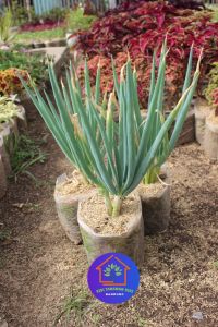 COD Bibit daun bawang jumbo hidup siap tanam benih unggul tanaman sayuran oraganik