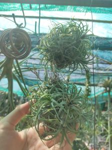 Tillandsia Ionantha Curly clump/ airplant/ 空气凤梨- 捲葉小精靈