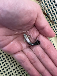 Guppy Ivory green x5 pcs (2Male + 3Female)