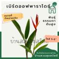 ต้นเบิร์ดออฟพาราไดซ์ หรือ ต้นปักษาสวรรค์ (ต้นสูง). 