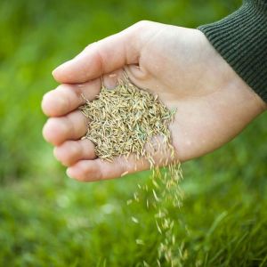 Gói 200gr.Hạt giống cỏ nhung nhậtcỏ trồng sân vườn trồng công trình-gieo trồng quanh năm