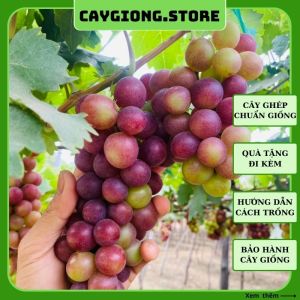 Cây nho giống Đỏ Ninh Thuận thân dây leo giàn trồng chậu thùng xốp sân thượng NG01