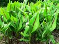 Cây nghệ vàng giống. 
