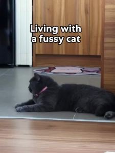 SHEBA Wet Cat Food for  and Kitten - All Flavors - 70g (24 Packs)