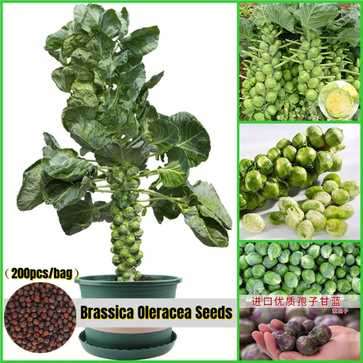 semence BRASSICA  2.3 kg main image 0