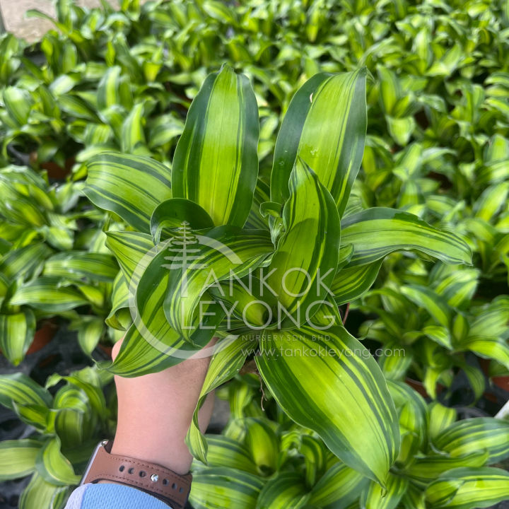 TKL - Dracaena Gold Cord/Fragrans 金灿灿/海洋之星/金心铁/巴西木 | Lazada