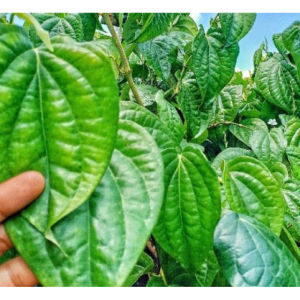 Herba Mandian Ibu Bersalin Herba Mandian Berpantang Herba Sauna Serom Daun Mandian Herba