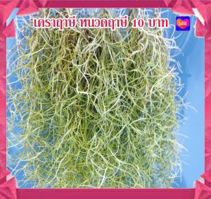 เคราฤาษี หนวดฤาษี พวงละ10 บาท พร้อมลวดแขวน ไม้ฟอกอากาศ ดักฝุ่น PM 2.5 ไม้รากอากาศ ดักฝุ่น ดูดความชื้นในบ้าน สวยๆ ราคาถูก (5พวงขึ้นไป)