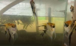 [Livestock] Red Devil angelfish (Large) | Live Pet fishes | Small Medium Animal | Aquarium fish | Aquatic