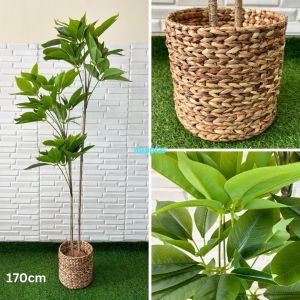 Pohon Plastik Tanaman Artificial Daun Manggis T150 & T170 Latex Cover Pot Eceng Gondok Dekorasi Kantor Pajangan Rumah