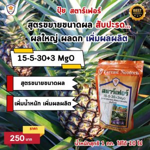 สับปะรด โตไว ใบเขียว เร่งราก เร่งดอก ขยายขนาด ผลใหญ่ ผลดก เพิ่มน้ำหนัก เพิ่มคุณภาพ ผลผลิต ด้วย ปุ๋ย สตาร์เฟอร์