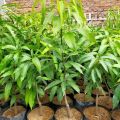 Bisa COD Bibit mangga garifta merah Tinggi 1 Meter Up Batang Besar. 