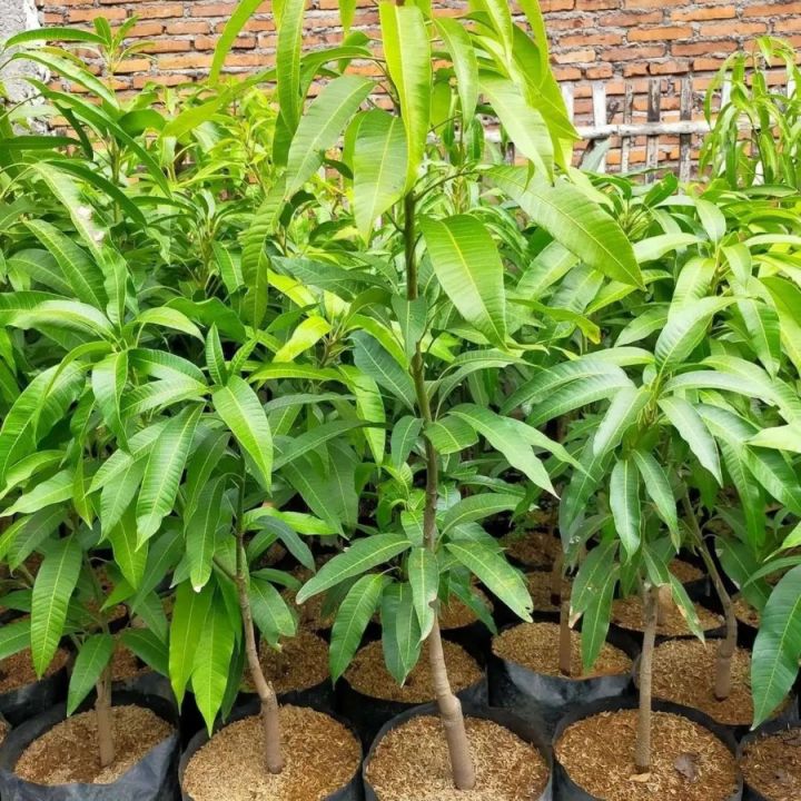 Bisa%20COD%20Bibit%20mangga%20garifta%20merah%20Tinggi%201%20Meter%20Up%20Batang%20Besar%20-%20Image%202