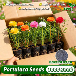 100% Legit 1000pcs Assorted Double Petals Portulaca Grandiflora Flower Seeds for Planting & Gardening Multi Color Double Flower Moss Rose Flower Seeds Mixed Seeds Garden Indoor Potted Portulaca Live Plant Bonsai Seeds Easy To Grow In Philippines