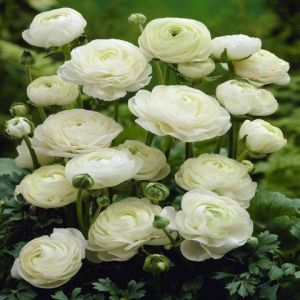 Củ giống hoa mao lương màu trắng - 1 củ - Seeds1