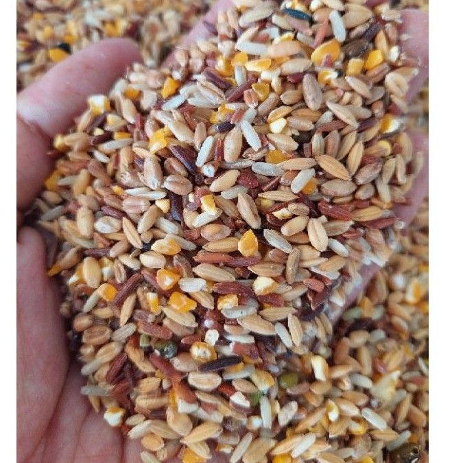 10KG Ngũ Cốc Gà Đá Ngũ Cốc Cho Gà Chọi Ngũ Cốc Cho Đá Ngũ Cốc Bồ Câu Ngũ Cốc Cho Gà Kiểng thức ăn cho chim cảnh gia cầm